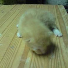 Blanding af racer Solgt