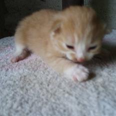 Blanding af racer Lui