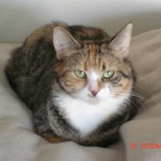 Huskat Honey <3 R.I.P