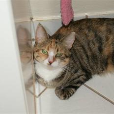 Huskat Honey <3 R.I.P