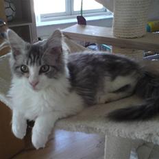 Maine Coon Before the storm