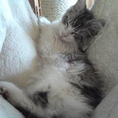 Maine Coon Before the storm