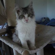 Maine Coon Before the storm