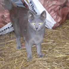 Huskat Tottie R.i.p.