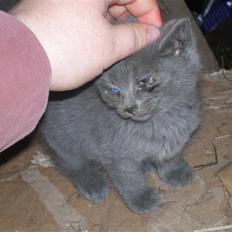 Huskat Tottie R.i.p.