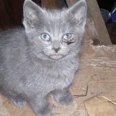 Huskat Tottie R.i.p.