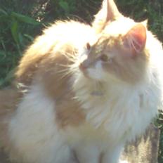 Maine Coon  jack dee p