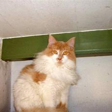 Maine Coon  jack dee p