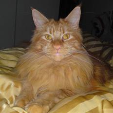 Maine Coon Chinaco