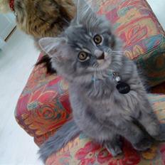Maine Coon Silver