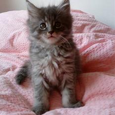 Maine Coon Silver