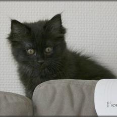 Blanding af racer Fiona