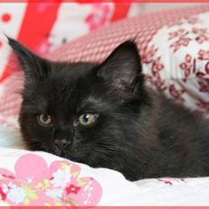 Blanding af racer Fiona