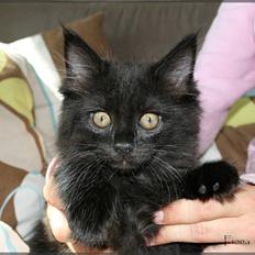 Blanding af racer Fiona