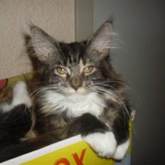 Maine Coon Ronja