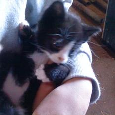 Huskat Magnus* spist af min hund