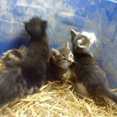 Huskat Magnus* spist af min hund