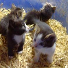 Huskat Magnus* spist af min hund