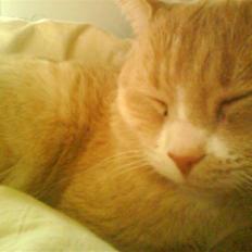 Blanding af racer Bailey- Død): 