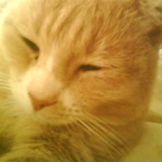 Blanding af racer Bailey- Død): 