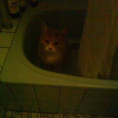 Blanding af racer Bailey- Død): 