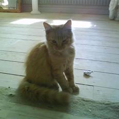 Blanding af racer Omali- Død ): 