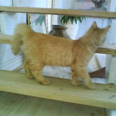 Blanding af racer Omali- Død ): 