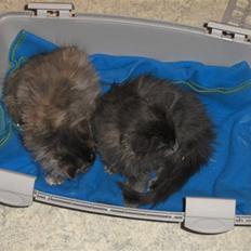 Blanding af racer Malou har fået nyt hjem