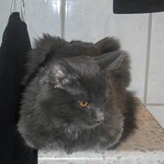 Blanding af racer Malou har fået nyt hjem