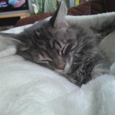 Blanding af racer Plet