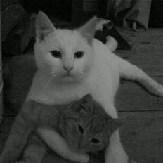 Blanding af racer Nisse :]