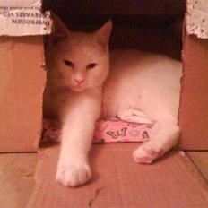 Blanding af racer Nisse :]