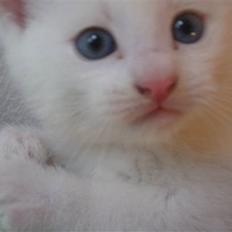 Blanding af racer Nisse :]