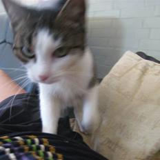 Huskat Mille *Elsket!*