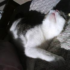 Huskat Mille *Elsket!*