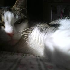 Huskat Mille *Elsket!*