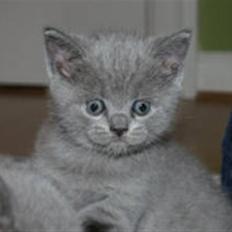 British Shorthair Charlie