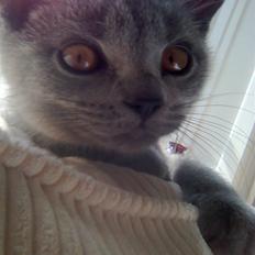 British Shorthair Charlie