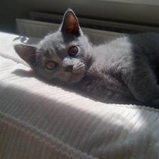 British Shorthair Charlie