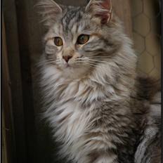 Maine Coon DK Proud Danish Jade