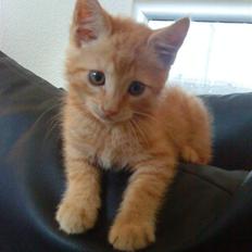 Blanding af racer Futte