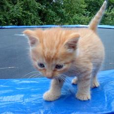 Blanding af racer Futte