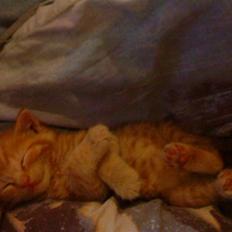 Blanding af racer Futte