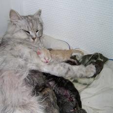 Tyrkisk Angora jenka