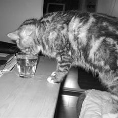 Blanding af racer Donna