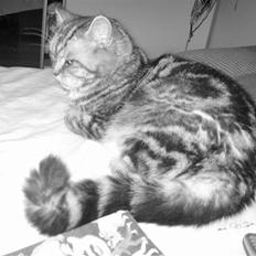 Blanding af racer Donna