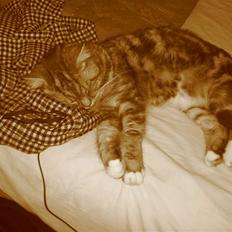 Blanding af racer Donna