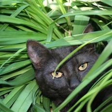 Blanding af racer Felix