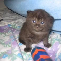 Blanding af racer Felix