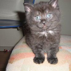 Blanding af racer Felix